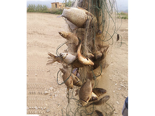 俄羅斯礦區(qū)的魚(yú)