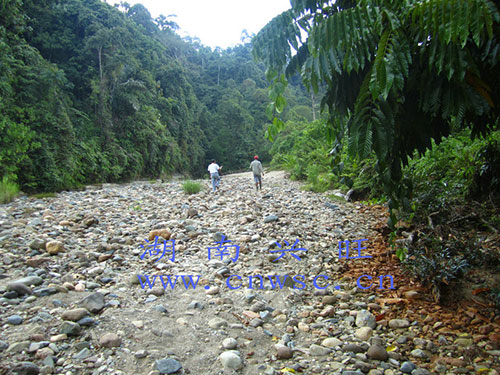 印尼礦區考察中-(2)